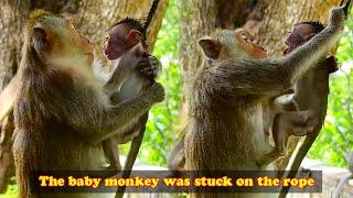 Baby monkey was naughty and got caught in the rope. Mother monkey stupidly tried to pull baby out