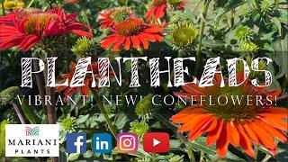 PLANTHEADS - Vibrant! NEW! Coneflowers!