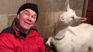 Funniest ANIMAL and HUMAN Videos 2024 will keep you LAUGH ALL DAY