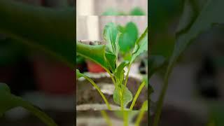 green leafy spinach farming (it's easy to grow.i grow in pot on my tarrace garden)