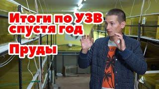 Итоги года по выращиванию и содержанию Австралийского рака! Пруды.