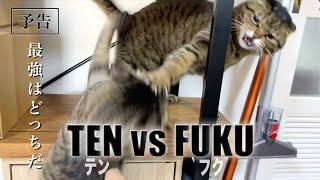 Ten vs. Fuku Best Fights