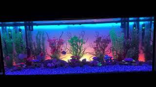 CURRENT USA ColorCast Smart Aquarium Background LED Light on 210 Gallon