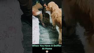 Oliver ko sab check karna hai #oliver #pet #goldenretriever #funny