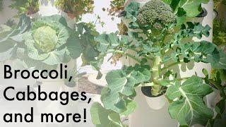 Tower Garden Brassica! Grow Mouthwatering Broccoli, Cabbage, Kohlrabi, Bok Choy, Kale, Arugula, etc.