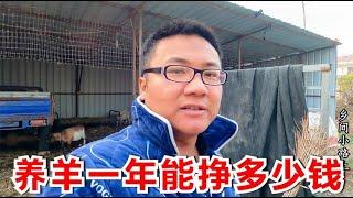 在农村投资1万5养羊一年能挣多少钱？小伙说出大实话，听完别吃惊【乡间小路上】