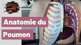 Cours d'anatomie du poumon et des bronches