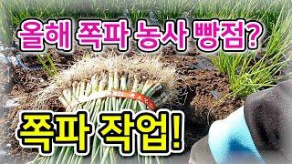 [쪽파] 올해 쪽파 농사 빵점? 쪽파 작업! / 심는 시기, 수확 시기 – 농사일기