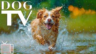 Dog TV: Relaxing Virtual Dogs Walks with Calming Music for Dog & Tranquil Nature Sounds - TV for Dog