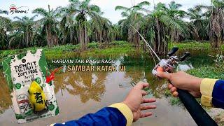 Kebun Banjir Jadi Sarang Haruan | Meriah Soft Frog Kena Sambar