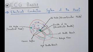 ECG Basics - Electrical Conduction System of the Heart, SA & AV Node, Bundle of His, Purkinje Fibers