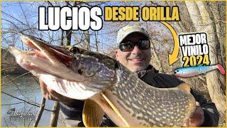 Pesca de lucio desde orilla. Mejor señuelo 2024.Mazuelas fly fishing