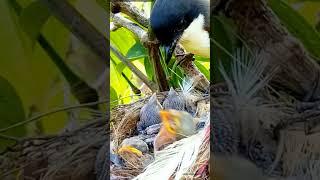 Mother feeding beautiful baby birds nest||Musa plus am||