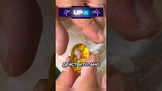 Нашел в лесу что-то странное 