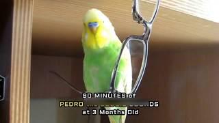 TEACH YOUR BIRD TO TALK - 90 Minutes of NON STOP BUDGIE TALKING | PEDRO the Budgie Video #9