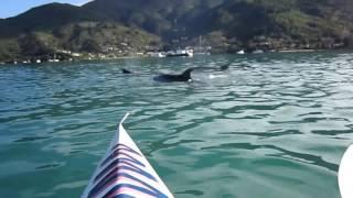 BOTTLENOSE DOLPHINS 12 JULY 2016 Part 2