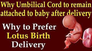 Why Umbilical cord to remain attached to baby after delivery for some time | Lotus Birth Benefits