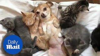Adorable moment cuddly kittens welcome a dog to their litter - Daily Mail