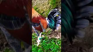 wow na abuhin solid #chicken #ayam #rooster
