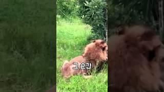 하이에나의 엄청난 생명력 ㄷㄷ 사자의 공격도 버티는 하이에나!