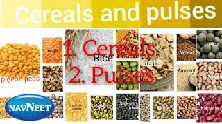 Learn all cereals and pulses name with pictures in English