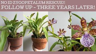 NO ID Zygopetalum rescue: three years later! An update