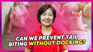 Dr. Yuzhi Li: Preventing Tail Biting in Pigs