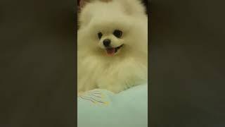 cute‖萌宠爆笑联盟集锦第十二弹