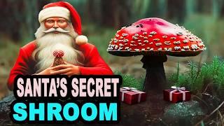 The Shocking Truth About Amanita Muscaria Mushrooms and Christmas