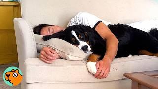 Clingy Bernese Steals Lady’s Husband And Becomes His Shadow | Cuddle Buddies