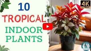 10 Tropical Indoor Plants | Best Tropical Houseplants | Easy To Grow Tropical Plants.