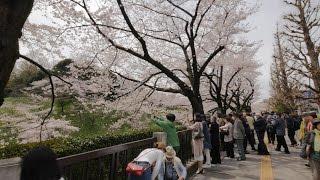 4K・ 【4K】Videowalk around Budokan - Sakura, more sakura, tons of sakura