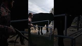 Washing The Cow @thefryeburgfair