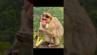 Have you ever Fed Banana to Cute Monkey? If yes Pls. comment #shorts #youtubeshorts #viral