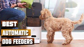 Most Amazing Automatic Dog Feeders in 2024