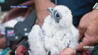 Baby Falcons Nesting In UC Berkeley's Campanile Prepare For Flight