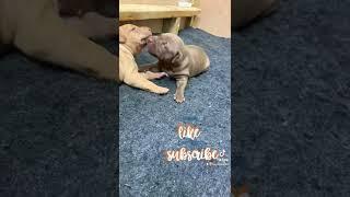 Everyone love’s puppies ️.    #apbt #pitbull #dog #puppy