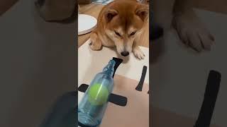 Shiba Inu tried to steal the tennis ball  #funnydogs #petstagram #shorts