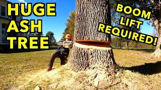 Cutting Down A Huge Ash Tree, With No Room To Drop It.