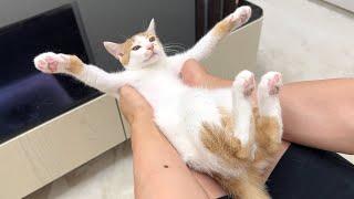 喧嘩して暴れた子猫を初めて本気で怒ったらこうなっちゃいました…