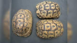 Reptile Care. Greek, Marginated & Egyptian tortoises.