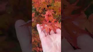 Mini Bonsai Autumn Leaves for resin craft soon in stock #MiniScenesGB #resinart