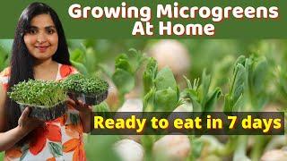 Highly Nutritious Microgreens In Just 7 Days / GROW MICROGREENS IN KITCHEN #microgreens #greens