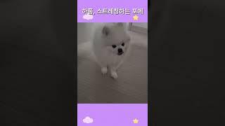 하품, 스트레치하는 포메