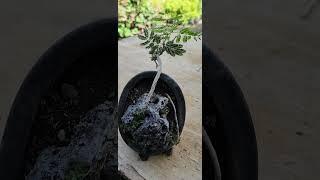 mame bonsai by Dr. Vinod Yadav #bonsai #ytviral #ytshort #nature #gardening #ytshortsindia #ytshort