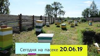 сегодня на пасеке в Вологодской области 20 июня 2019