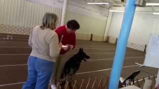 Ari -- March 7, 2015 -- Charleston Dog Training Club S&G