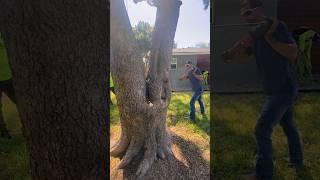 Protecting House From Split Tree #treeservice #treecare #treebrace #brace #treework #landscaping