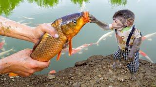 Baby monkey mimi helps mother catch fish in the pond - Monkey Mimi  catches fish