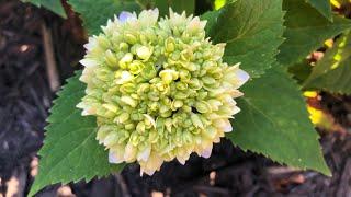 Hydrangea Tour | July | Proven Winners | Endless Summer | The Thrifted Planter